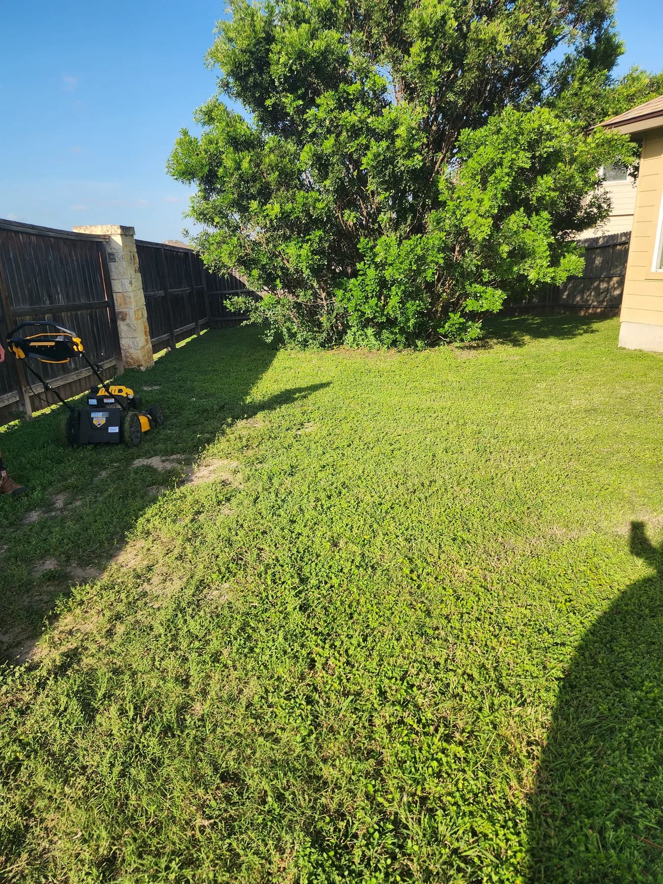 Freshly mowed residential lawn in San Antonio