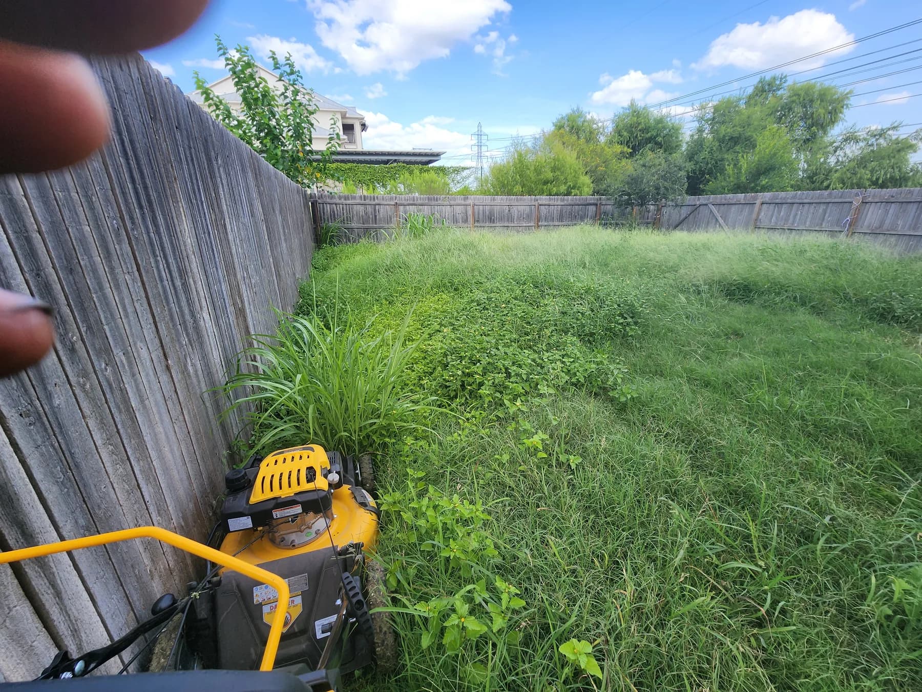 Overgrown rental or vacant-property yard before cleanup in San Antonio