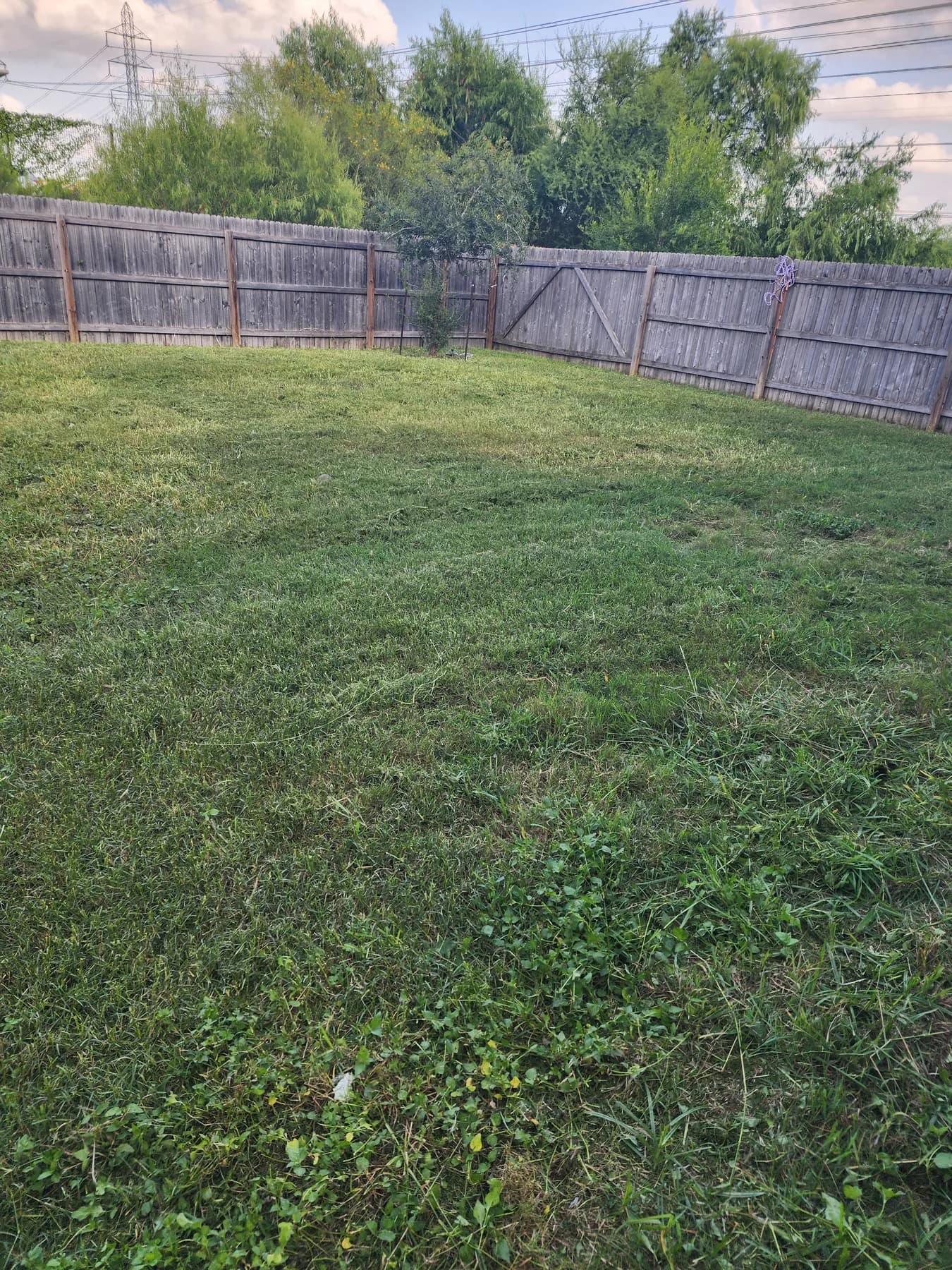 San Antonio backyard after Sanders & Co yard cleanup